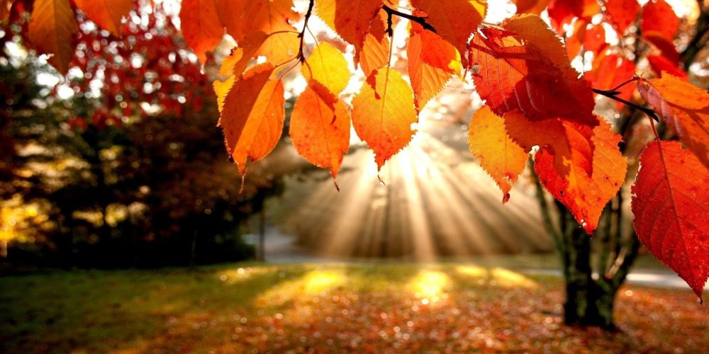 http://www.aqua-villa.info/wp-content/uploads/2017/09/Autumn-Leaves-in-sunshine.jpg