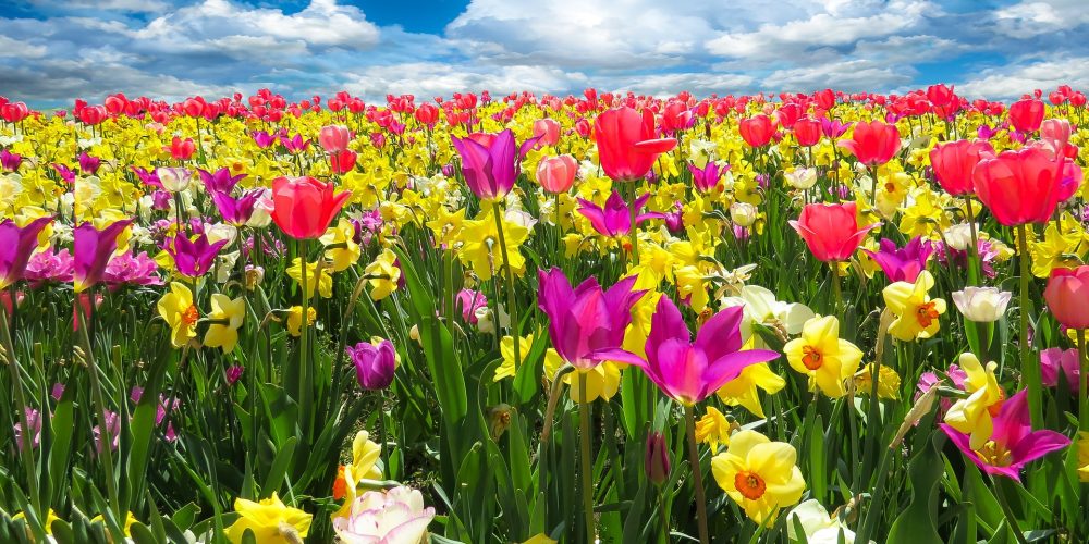 http://www.aqua-villa.info/wp-content/uploads/2018/01/spring-awakening-1197602_1920.jpg